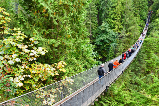 capilano suspension bridge park em north vancouver, canadá - vancouver suspension bridge bridge people - fotografias e filmes do acervo