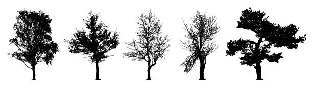 ilustrações, clipart, desenhos animados e ícones de árvore silhueta vector conjunto - poplar tree forest oak tree autumn