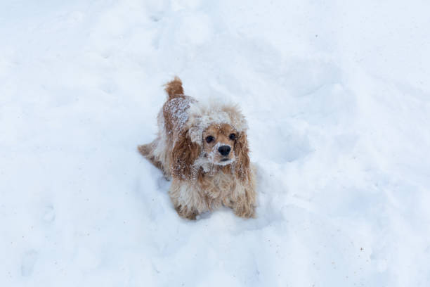 istock English cocker spaniel dog portrait in winter 937656080