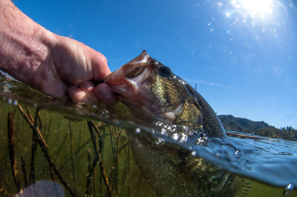 1,700+ Largemouth Bass Fishing Stock Photos, Pictures & Royalty