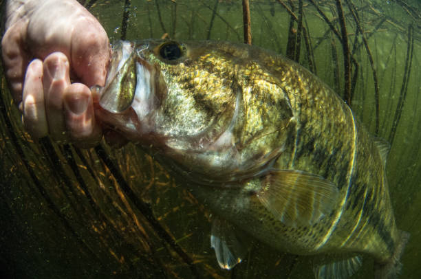 istock Large mouth Bass 937656136