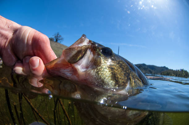 istock Large mouth Bass 937656150