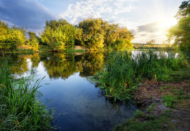 istock Gulf and river with green trees on the beach 937662778