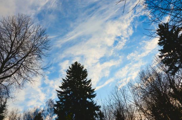 istock Blue sky background with beautiful bright clouds.Trees in forest.Winter scenery.Treetops. 937667550