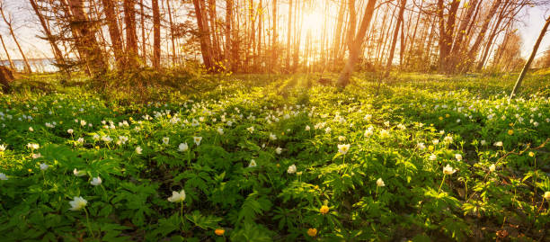 istock Anemone flowers in the park 937679238