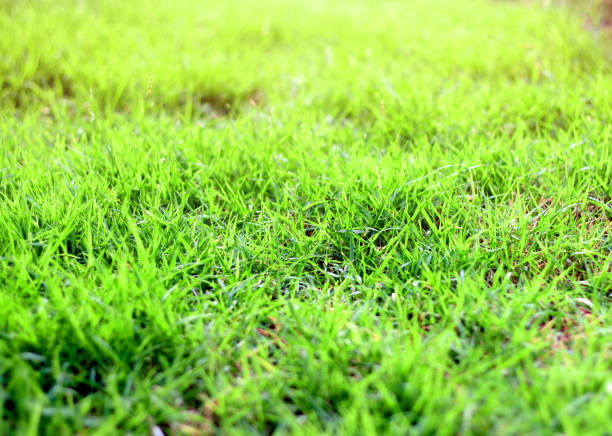 istock beautiful green grass in morning sunshine day 937682334