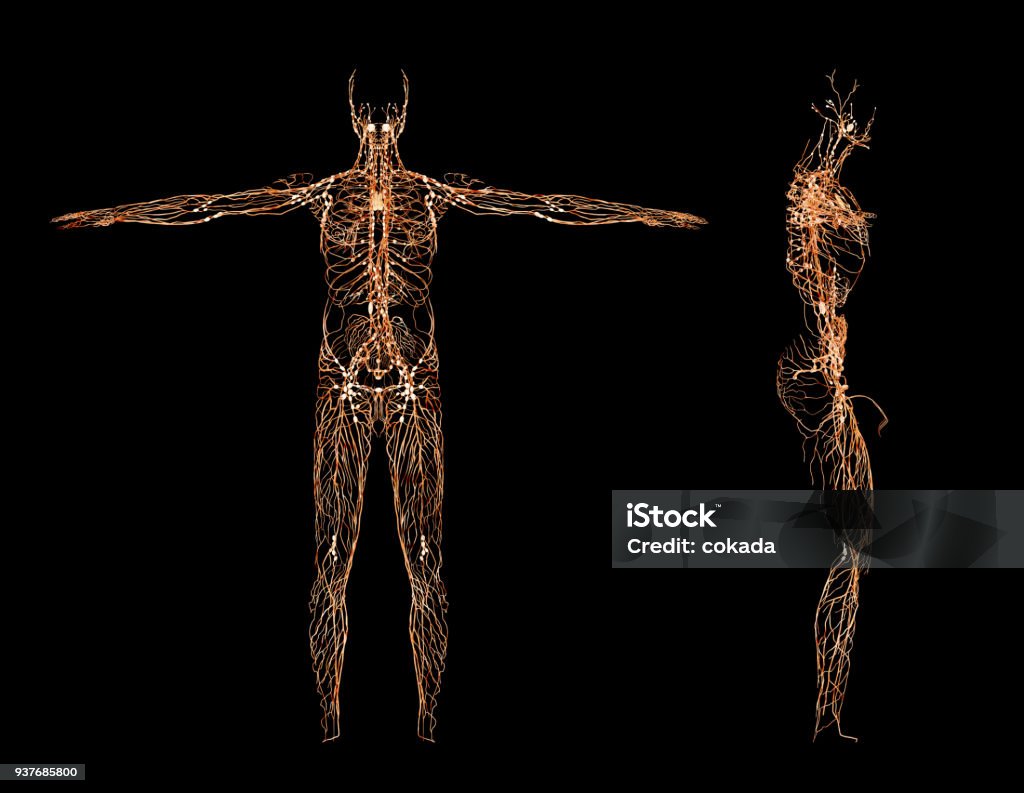 Sistema nervioso central - Foto de stock de Sistema nervioso humano libre de derechos