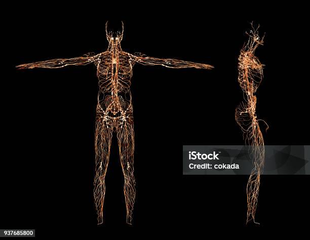 Sistema Nervoso - Fotografie stock e altre immagini di Sistema nervoso - Sistema nervoso, Il corpo umano, Sfondo nero