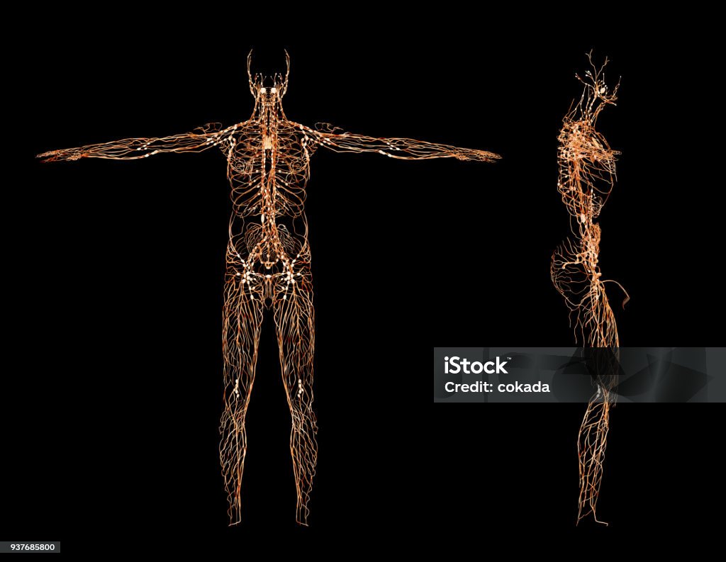 Nervous system Human Nervous System Stock Photo