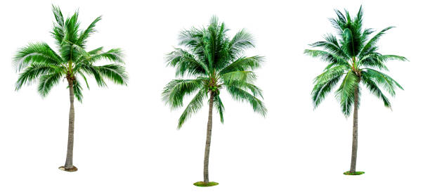 istock Set of coconut tree isolated on white background used for advertising decorative architecture. Summer and beach concept. Tropical palm tree. 937685822