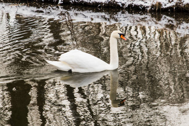 istock swan swimming on the lake shore with snow 937689266