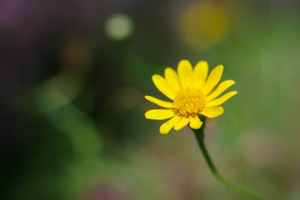 istock Little yellow daisy flower with blurry nature background 937694244