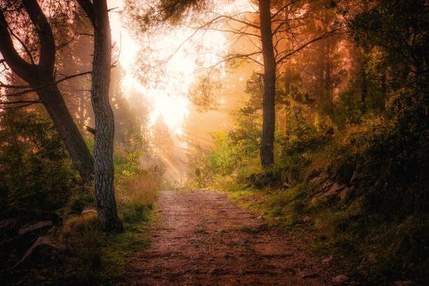 Path through the woods and light rays as they break through morning mist stock photo