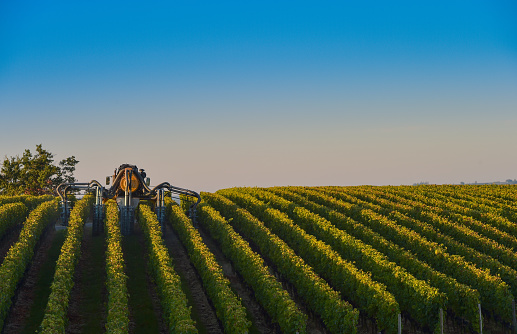 Vineyard landscape-Spraying of grapevines-Vineyard south west of France, Bordeaux Vineyard