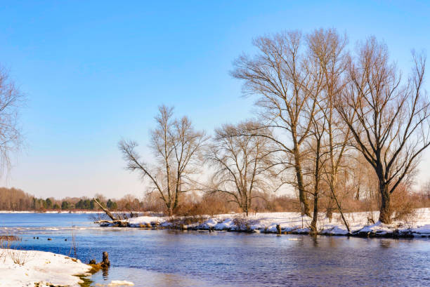 View of willow trees and poplars close to the Dnieper River in Kiev View of willow trees and poplars close to the Dnieper River in Kiev during a cold and clear winter afternoon cattail willow stock pictures, royalty-free photos & images