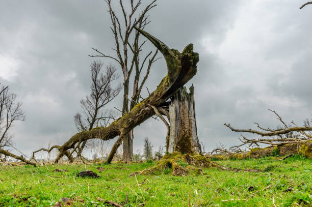 istock Fallen Trees in a Nature Reserve 937703722