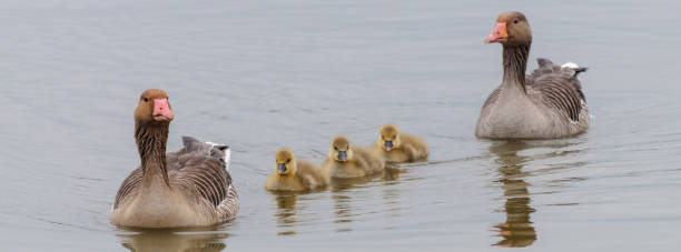 istock Geese and Goslings in Spring 937703808