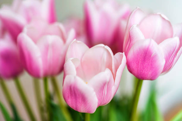 istock Close up beautiful pink tulips 937704038