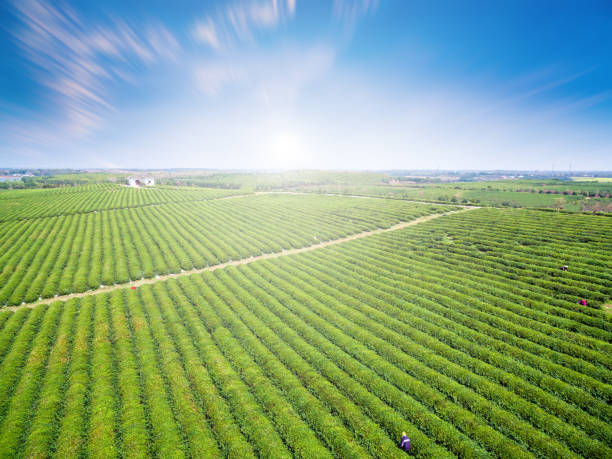 istock Tea garden aerial view 937705228