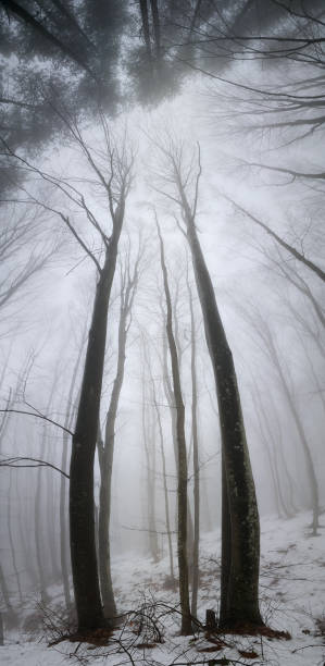 istock Winter forest with snow in the mist 937707320