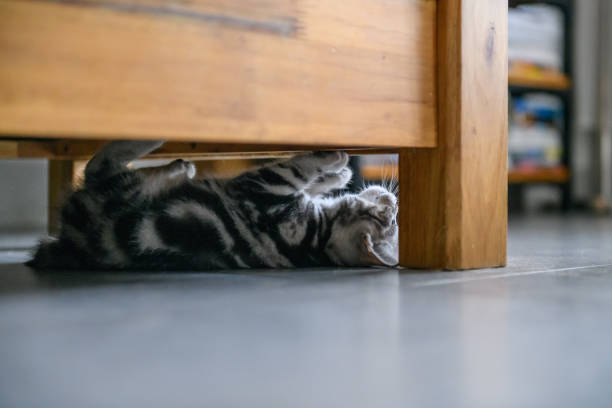 istock Cute American cat Kitten 937707808