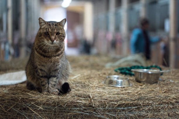 istock Big lazy domestic barn cat 937711450