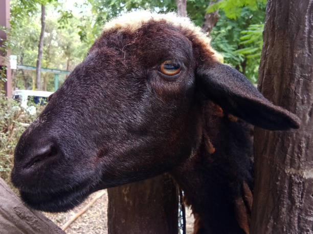 istock Black Sheep In The Farm 937719808