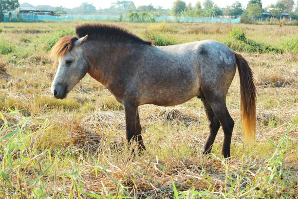 istock A Horse Standing In The Field 937719924