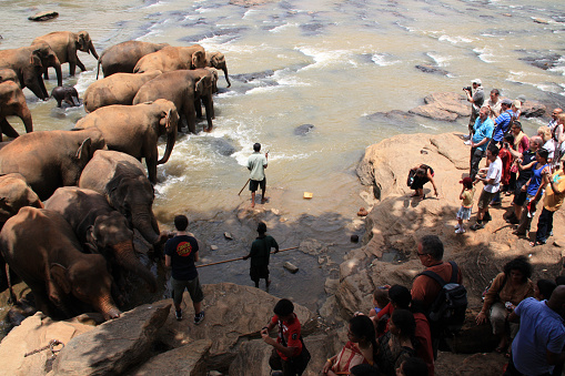 Once a day the elephants living at the Pinnawala Elephant Orphanage are led to the nearby river to take a bath and to play in the river. Pinnawala, Sri Lanka