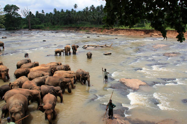слоны принимают ванну в шри-ланке - sri lankan elephants стоковые фото и изображения