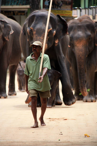 хранитель, ведущий слонов к реке в шри-ланке - sri lankan elephants стоковые фото и изображения