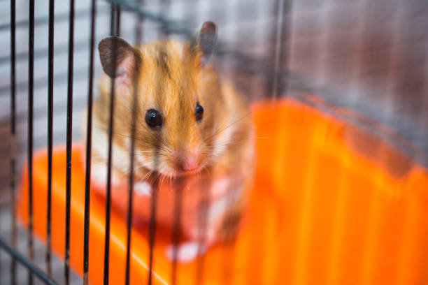 istock Hamster existential crisis. To be or not to be. 937722902