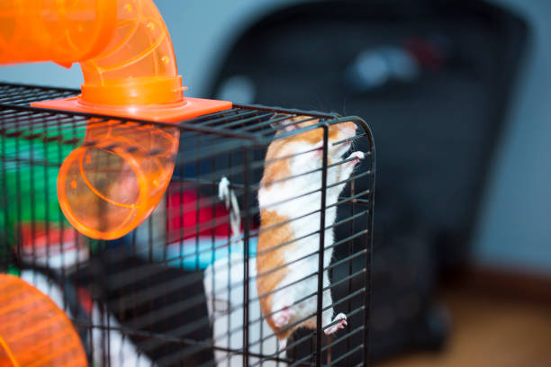 Hamster trying to escape from the cage