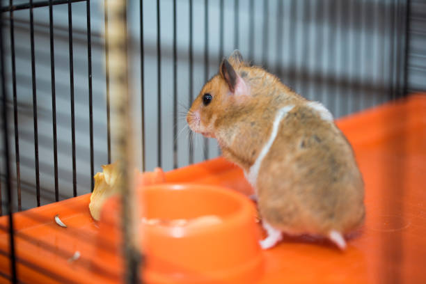 istock Hamster existential crisis. To be or not to be. 937722928