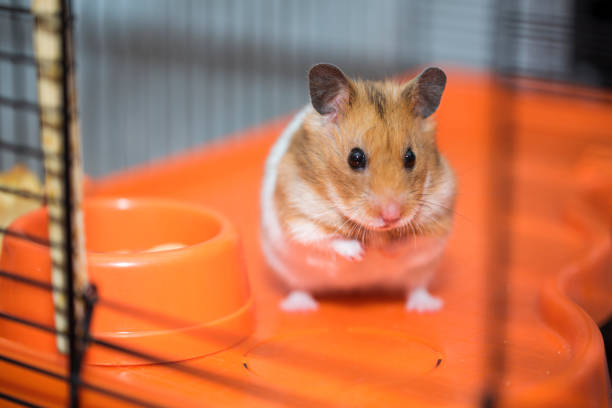 istock Hamster existential crisis. To be or not to be. 937722946