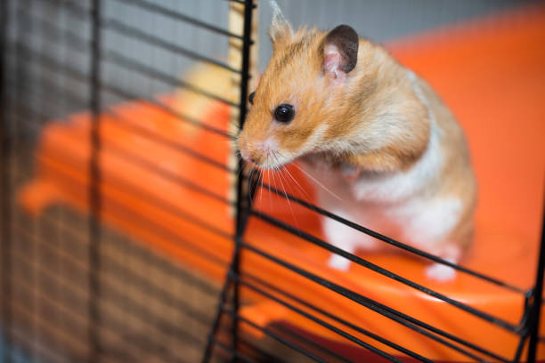 Hamster trying to escape from the cage