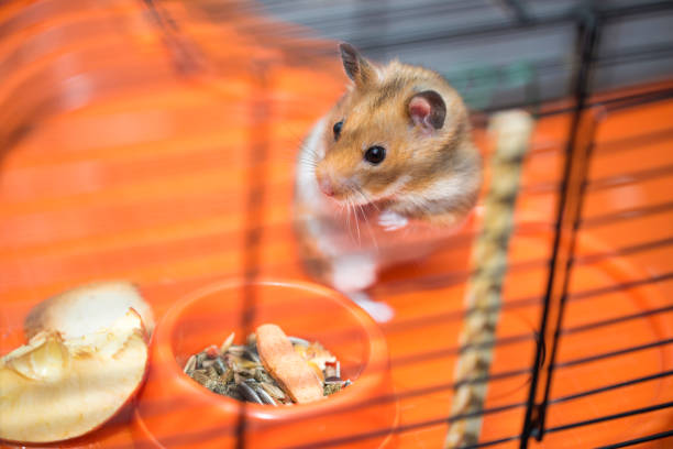 istock Hamster existential crisis. To be or not to be. 937722984