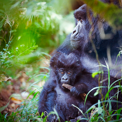Mountain gorillas in the Mgahinga Gorilla National Park