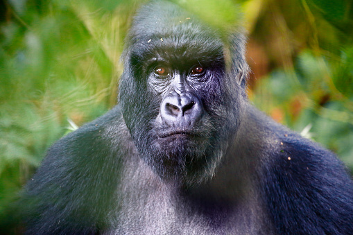 Silverback mountain gorilla feeds in his natural habitat in the dense montane forests of Bwindi Impenetrable National Park, Uganda