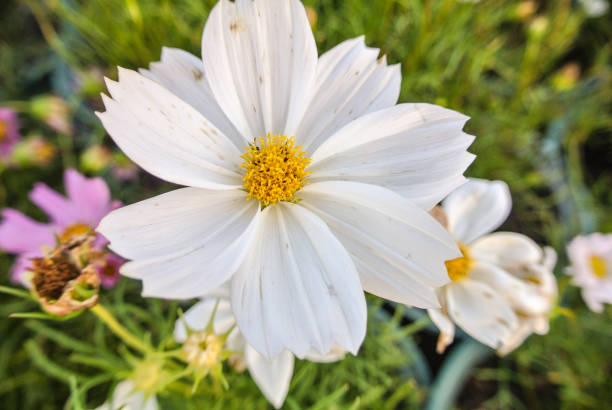 istock Flower Cosmos native to Mexico 937727008