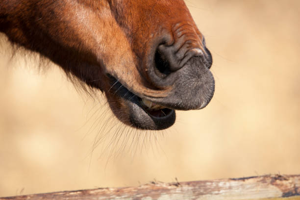 istock Horse wrinkles his nose 937727724