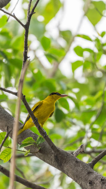 istock Bird (Black-Naped Oriole) in a nature wild 937727914