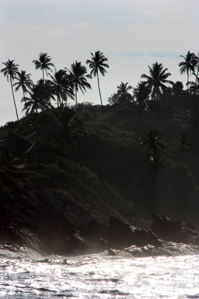 istock Palm Trees on the Shore of Sri Lanka 937728154