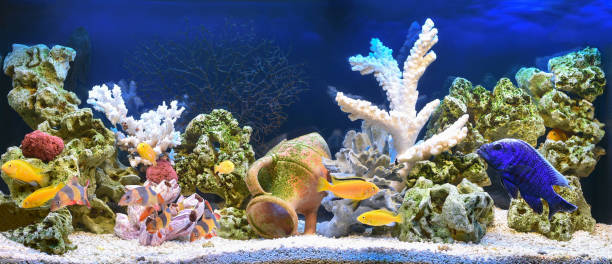 freshwater aquarium in pseudo-sea style - hobbies freshwater fish underwater panoramic imagens e fotografias de stock