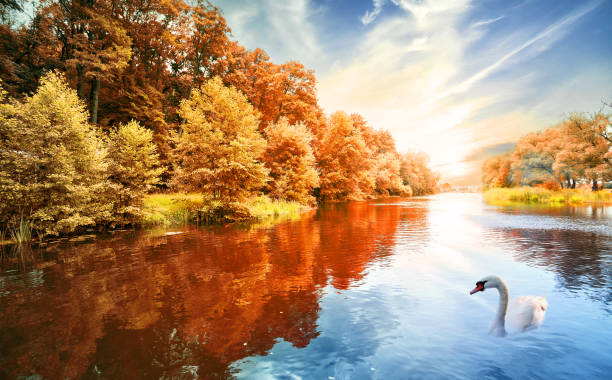 River with autumn forest and swans at sunset