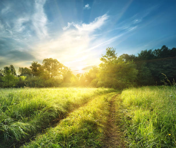 istock Country road in high thick grass 937735584