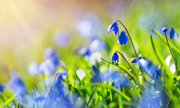 Scilla flowers in the park