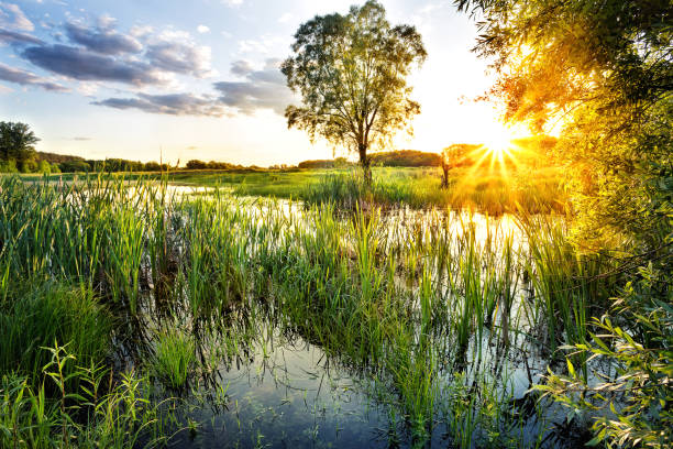 istock Lake with reeds in the setting sun 937738920