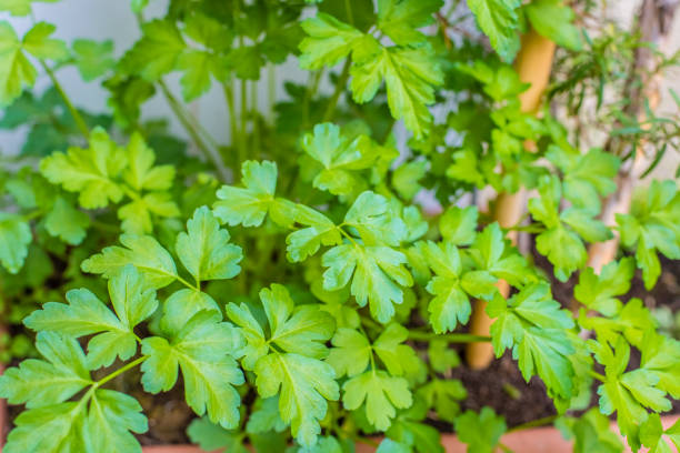 istock parsley plant for the kitchen 937739526