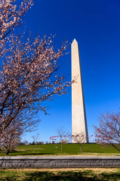 istock Washington Monument with Cherry Blossoms, Washington DC, USA 937746086